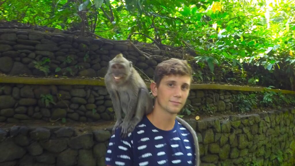 MONKEY JUNGLE BALI